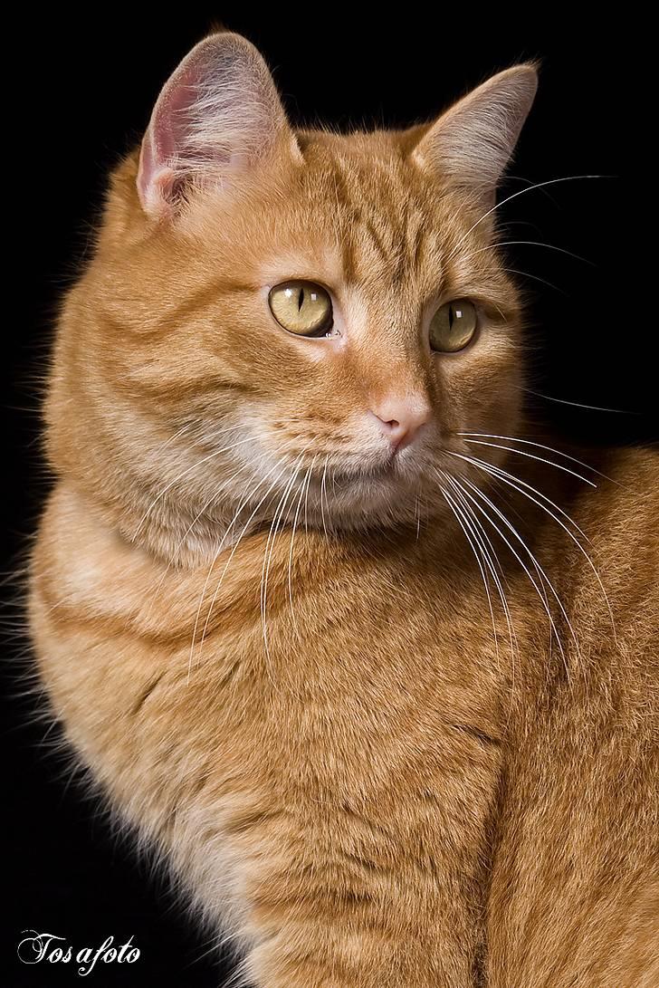 Huskat Lewis billede 5