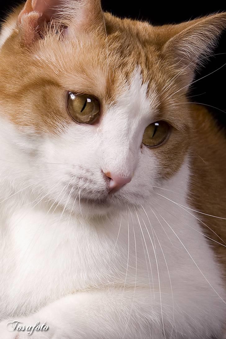 Huskat Chiano billede 1