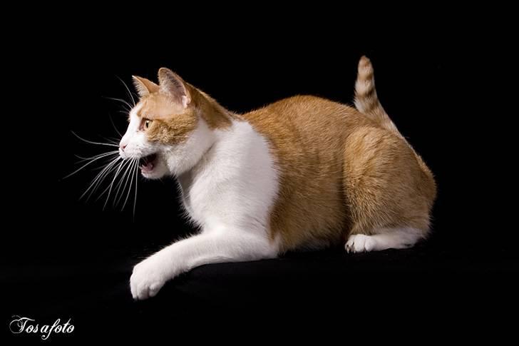 Huskat Chiano billede 2