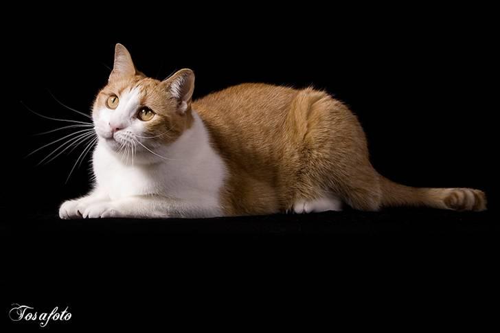 Huskat Chiano billede 3