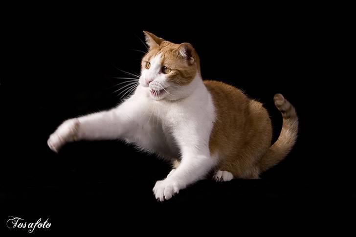 Huskat Chiano billede 4