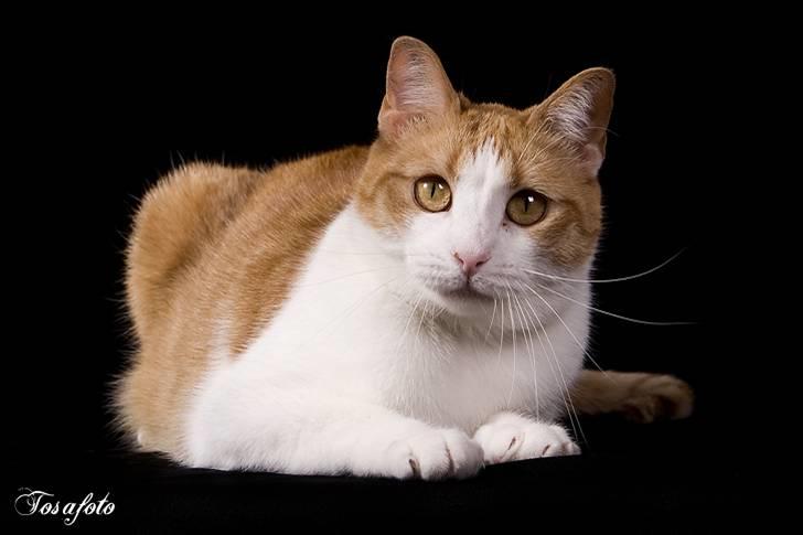 Huskat Chiano billede 5