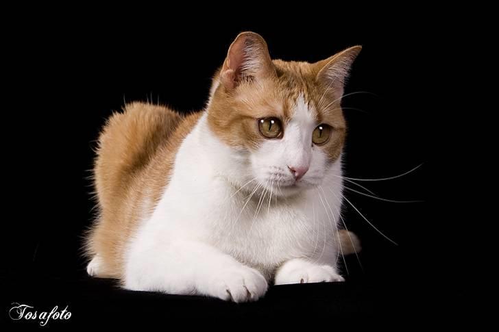 Huskat Chiano billede 6