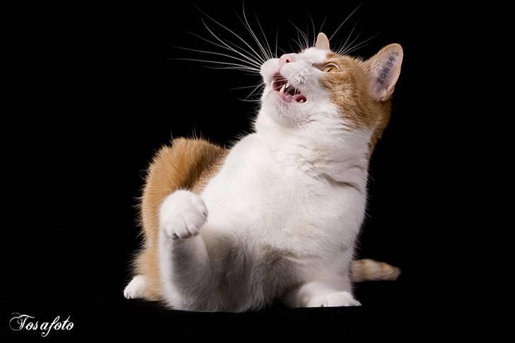 Huskat Chiano billede 7