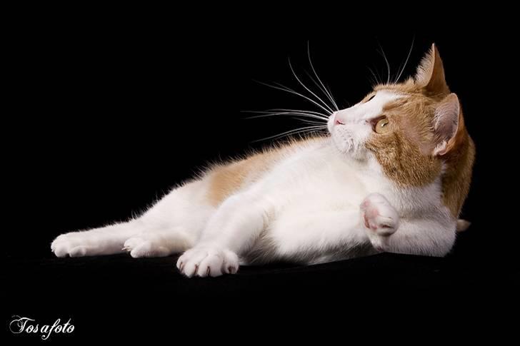 Huskat Chiano billede 8