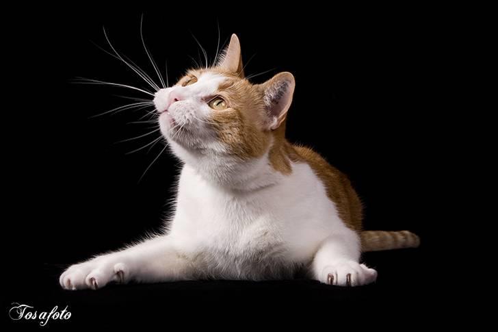 Huskat Chiano billede 9