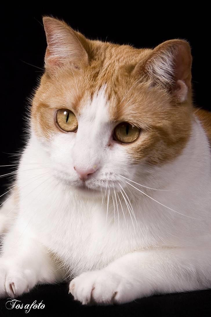 Huskat Chiano billede 10