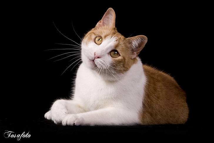 Huskat Chiano billede 11