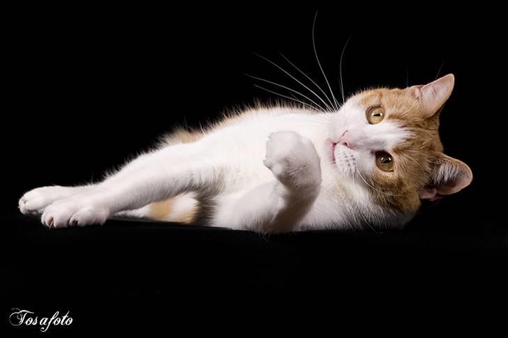 Huskat Chiano billede 12