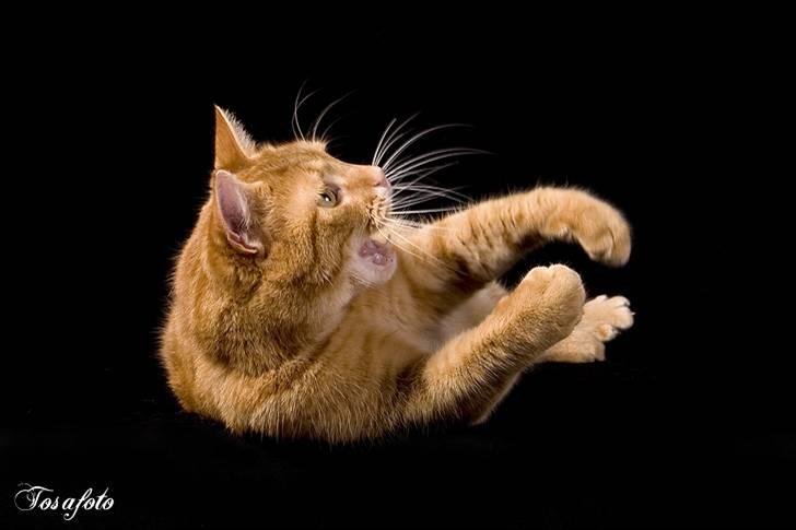 Huskat Lewis billede 6