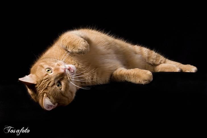 Huskat Lewis billede 7