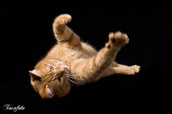 Huskat Lewis billede 8