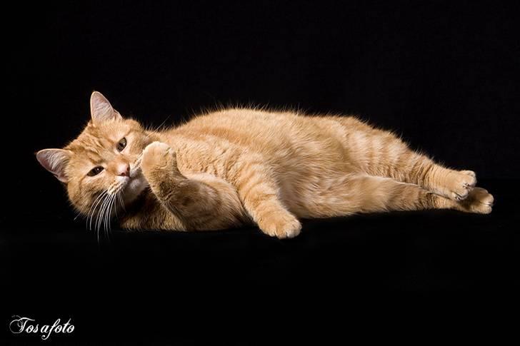 Huskat Lewis billede 9