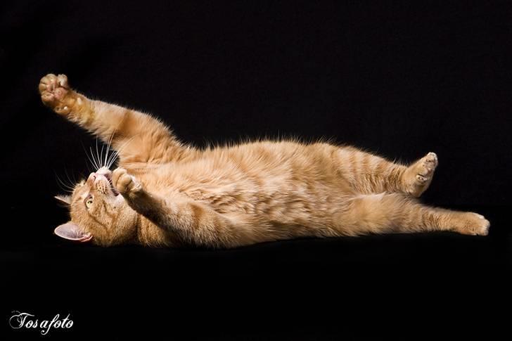 Huskat Lewis billede 10