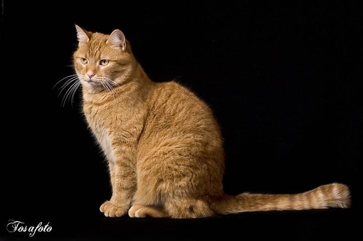 Huskat Lewis billede 11