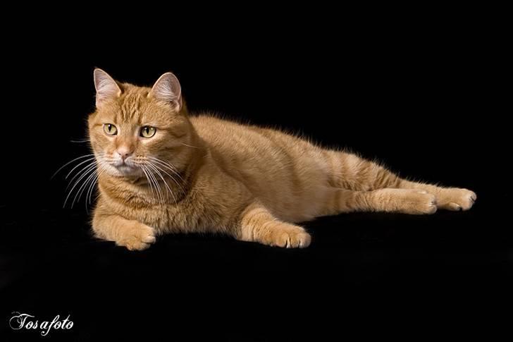 Huskat Lewis billede 12