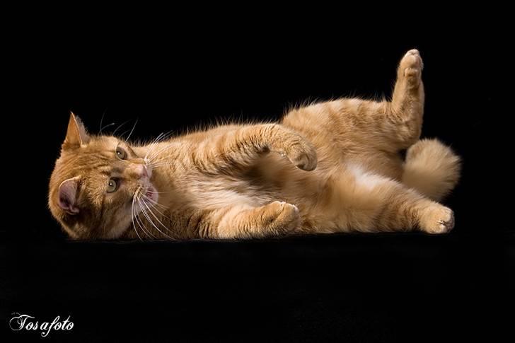 Huskat Lewis billede 13