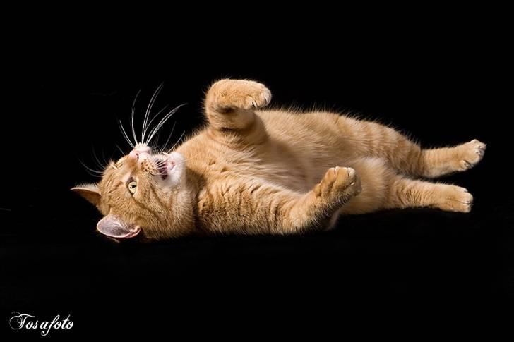 Huskat Lewis billede 14