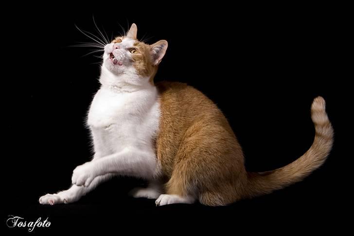 Huskat Chiano billede 13