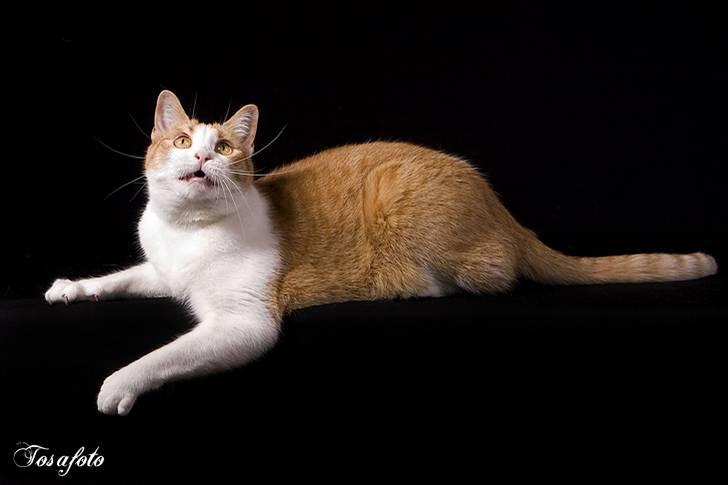 Huskat Chiano billede 14