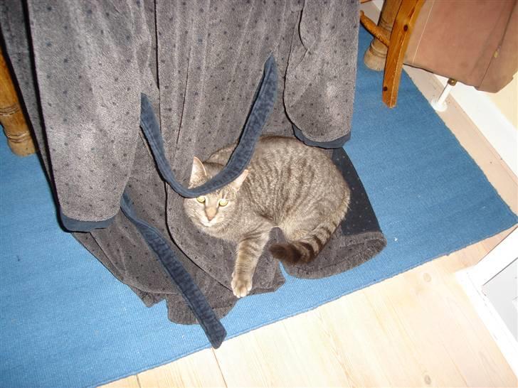 Huskat Gråmis (oude) - hmm en badekåbe? nå ja alt kan vel bruges som kurv xD billede 7