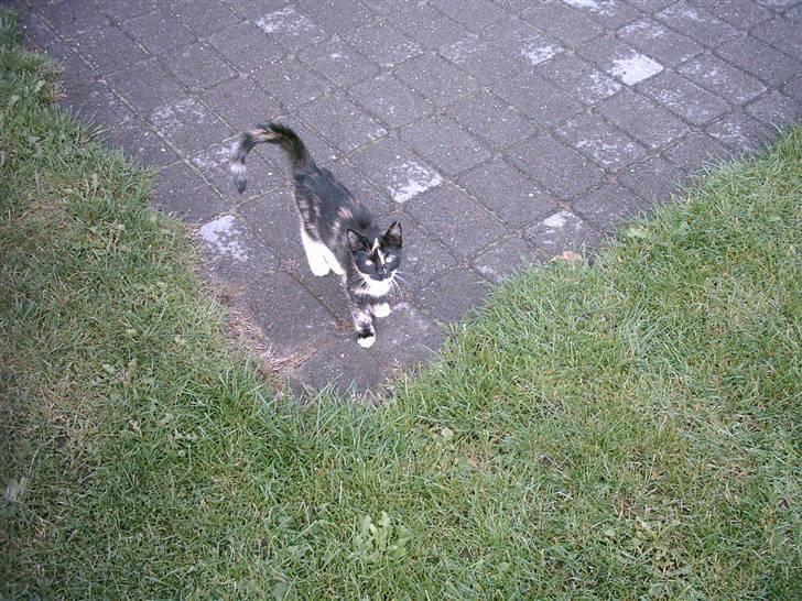 Huskat Mille billede 7