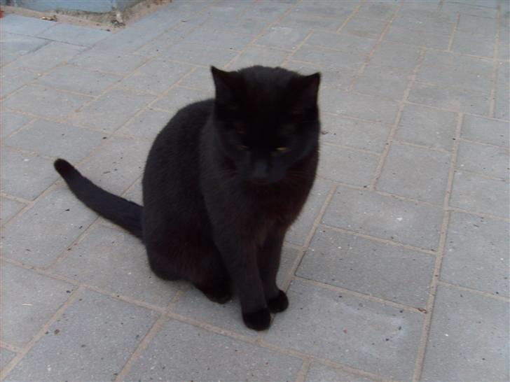 Huskat Rasmus billede 7