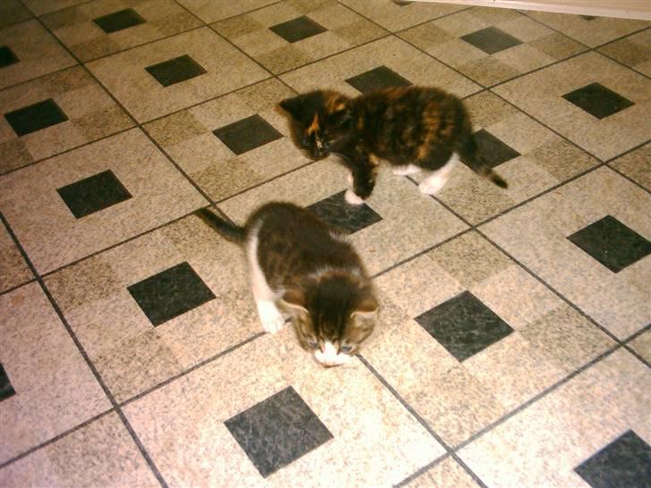 Huskat Mille billede 8