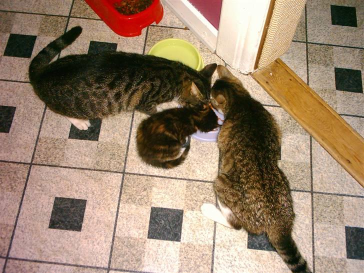 Huskat Mille billede 9