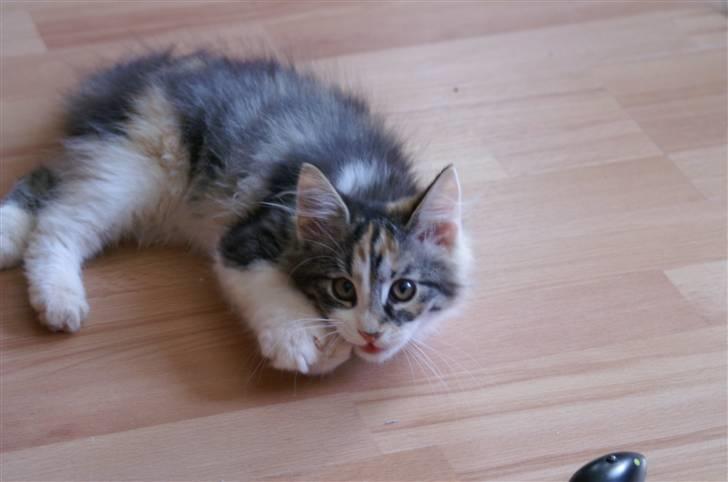 Norsk Skovkat Sif billede 1