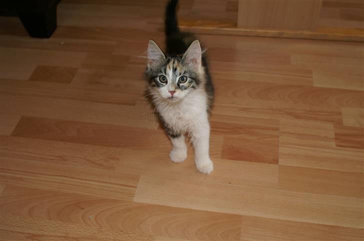 Norsk Skovkat Sif - Her kommer jeg! billede 2