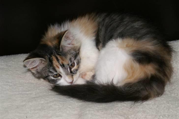 Norsk Skovkat Sif - Skønt med en lille lur! billede 3