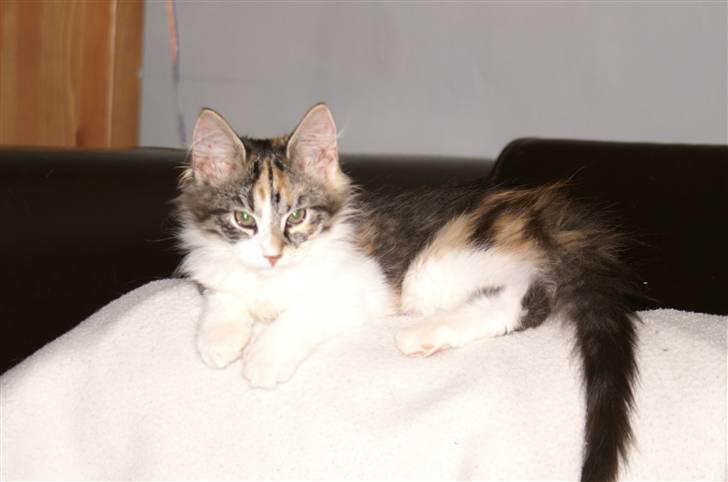 Norsk Skovkat Sif - En af mine bedste sider billede 4