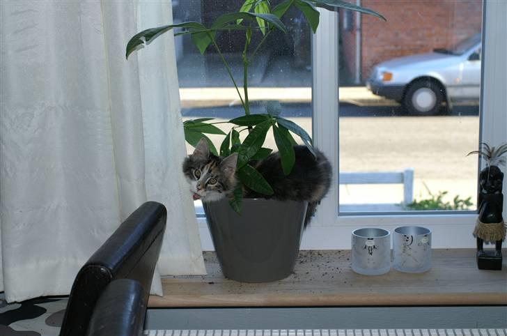 Norsk Skovkat Sif - Bare mor ikke ser at jeg har svinet lidt billede 5