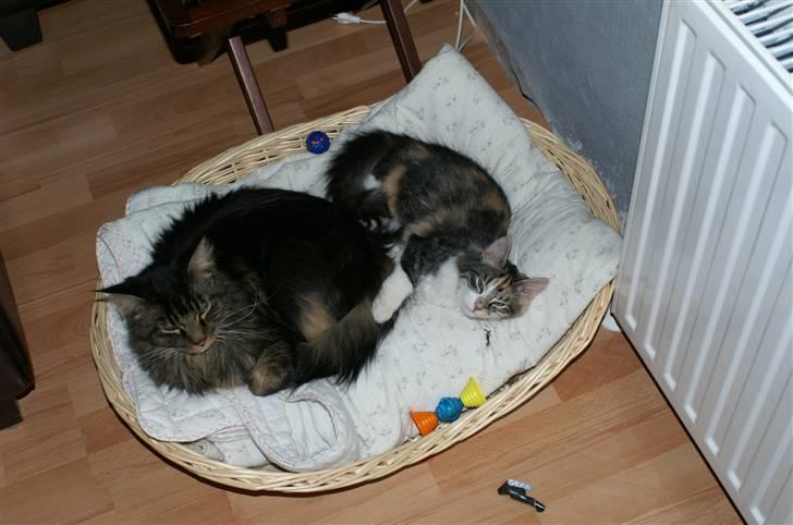 Norsk Skovkat Sif - Det er bare så hyggeligt at ligge her sammen med Furby billede 6