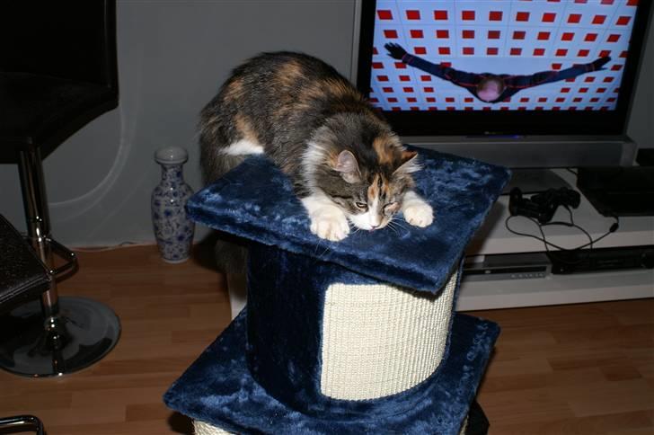 Norsk Skovkat Sif - Uha der var langt op billede 7