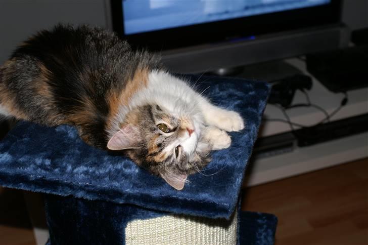 Norsk Skovkat Sif - Er jeg ikke skøn? billede 8