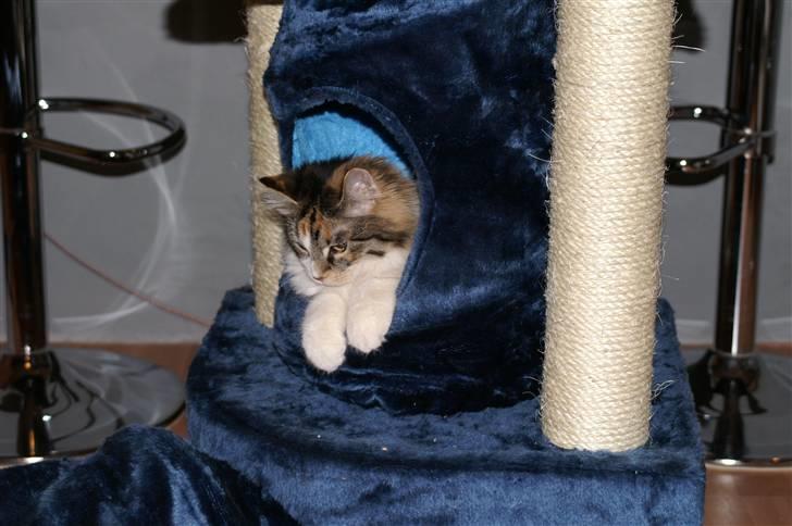 Norsk Skovkat Sif - Mit nye tårn billede 9