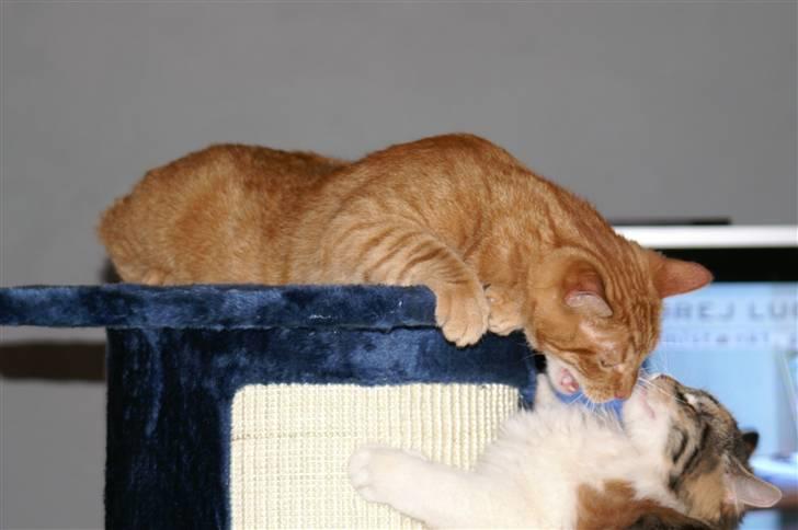 Huskat Robin - Kan du så gå ned!  billede 10