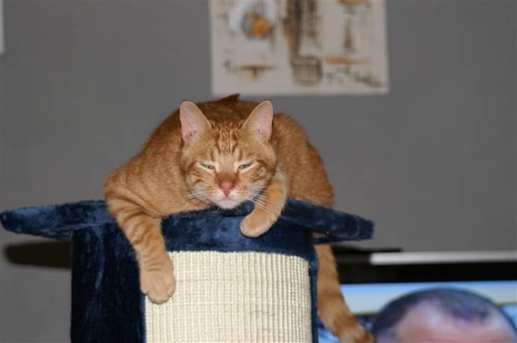 Huskat Robin - Hvem sagde dovn? billede 11