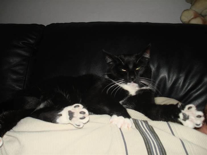 Huskat *Perle*^* Med to piger*^* billede 12