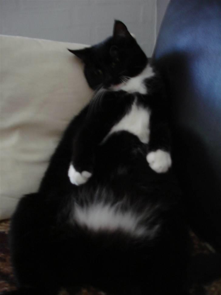 Huskat *Perle*^* Med to piger*^* - Jaaaa sidder lige her og hygger.... billede 13