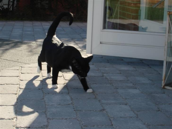 Huskat *Perle*^* Med to piger*^* - Smukke Perle PÅ  terrasse...... billede 14