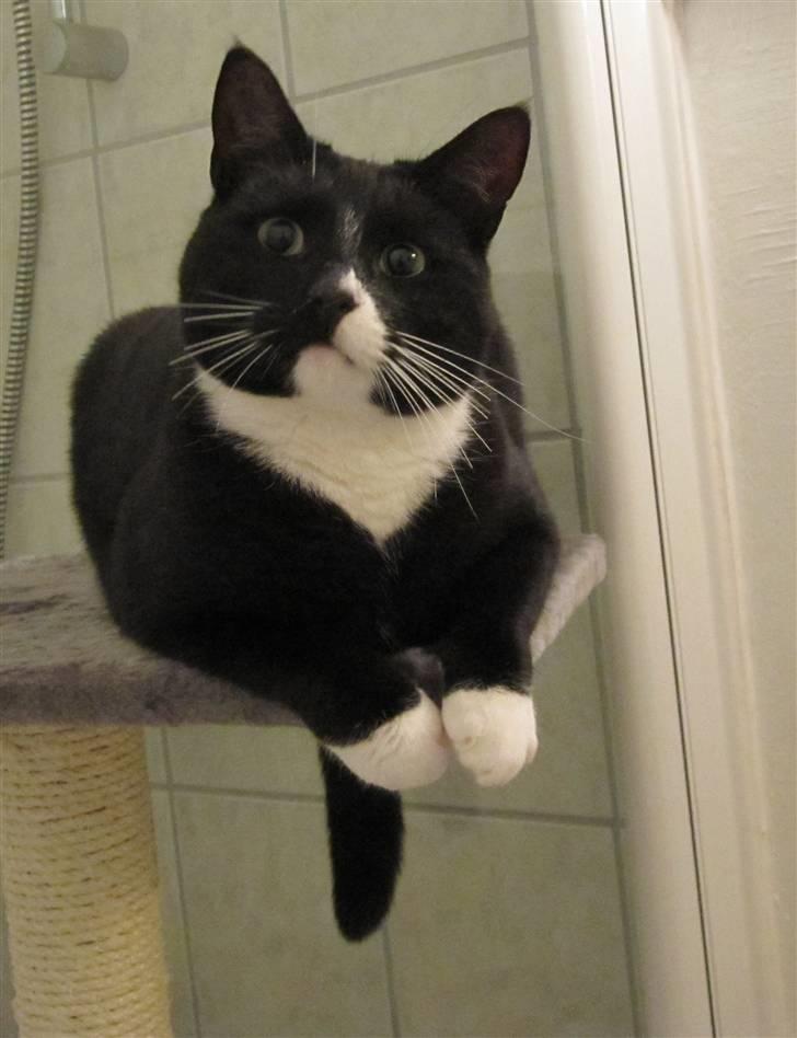 Huskat Middi R.I.P 3. juni 2017 - Middi godt legesyg, julen 2009 billede 1