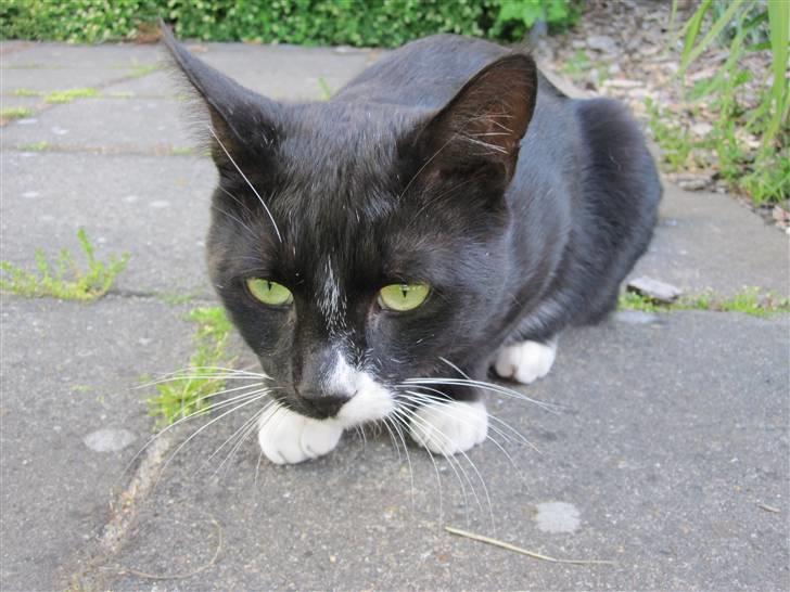 Huskat Middi R.I.P 3. juni 2017 - Middi sommer 2009 billede 3