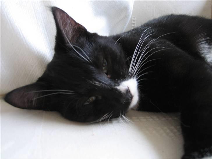 Huskat Middi R.I.P 3. juni 2017 billede 4