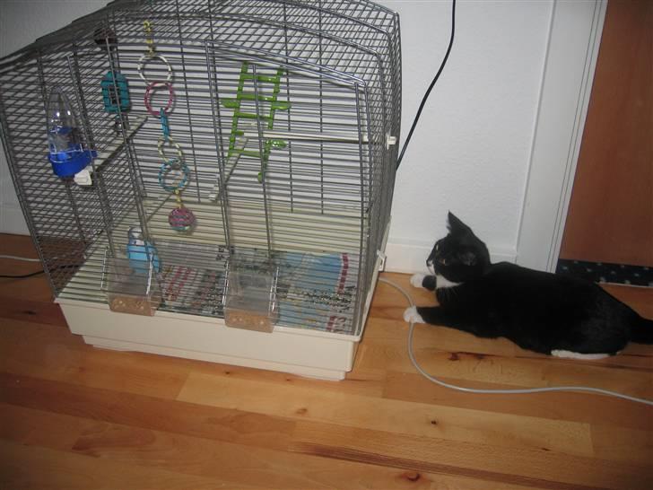 Huskat Middi R.I.P 3. juni 2017 billede 5