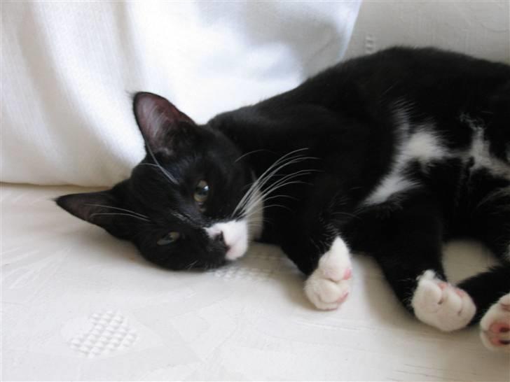 Huskat Middi R.I.P 3. juni 2017 billede 6