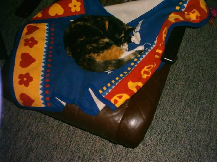 Huskat Mille billede 10