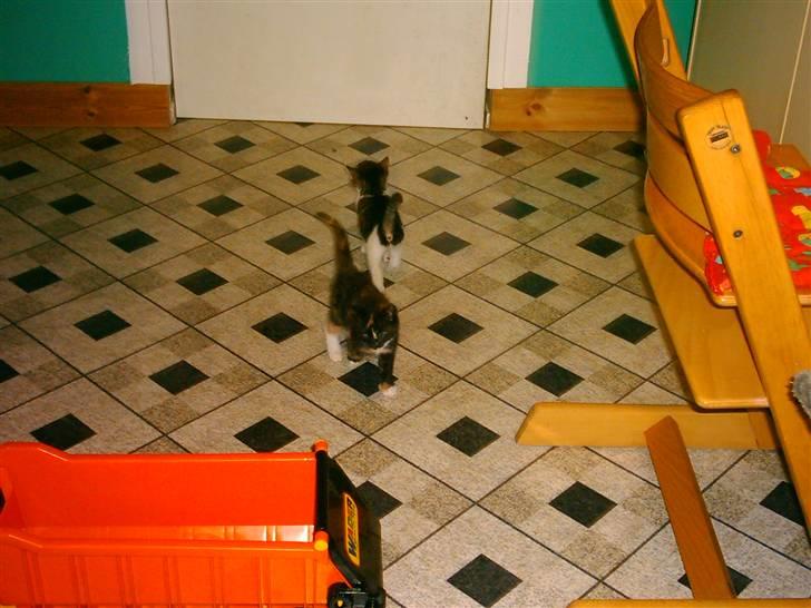 Huskat Mille billede 11